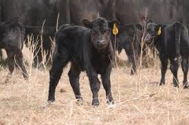 CC Calf